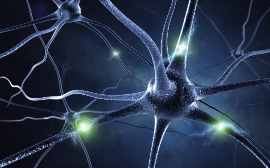 neuroplaszticitás TM agy megújítja önmagát